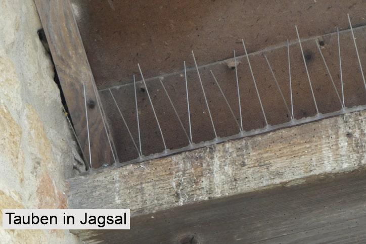 Tauben in Jagsal